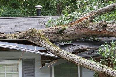 Fallen Tree on Residential Property