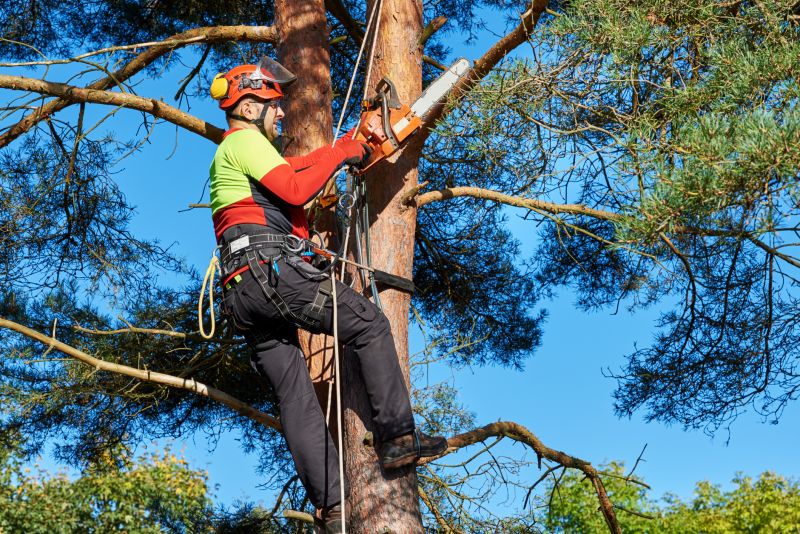 Healthy Tree Trimming