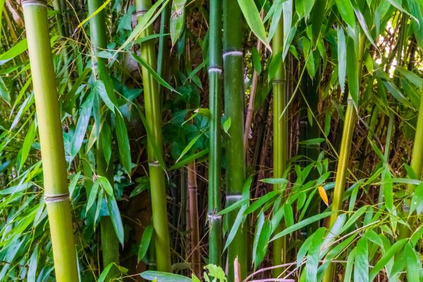 Bamboo Trimming in Des Moines