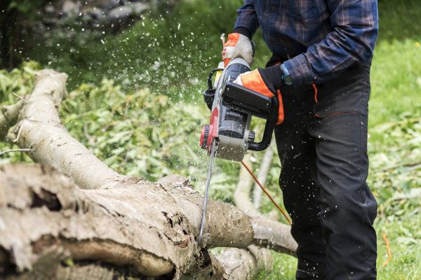 Branch Removal Service in Des Moines