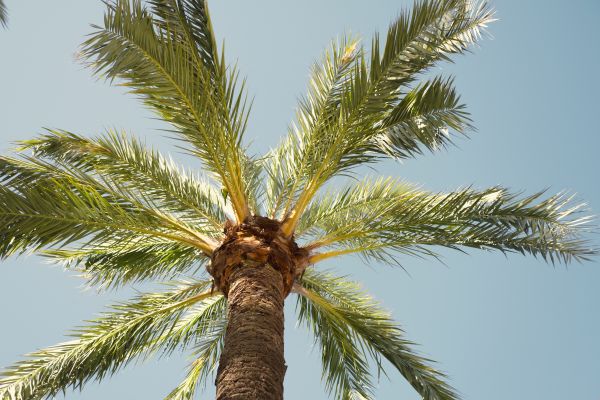 Palm Tree Pruning in Des Moines