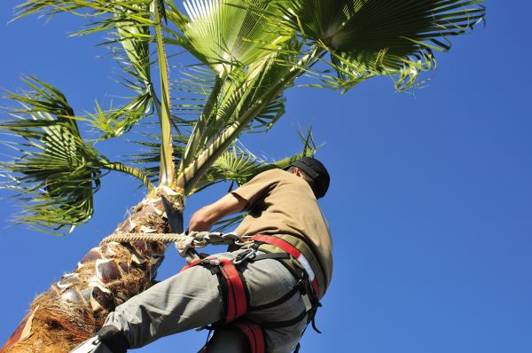 Palm Tree Trimming in Des Moines