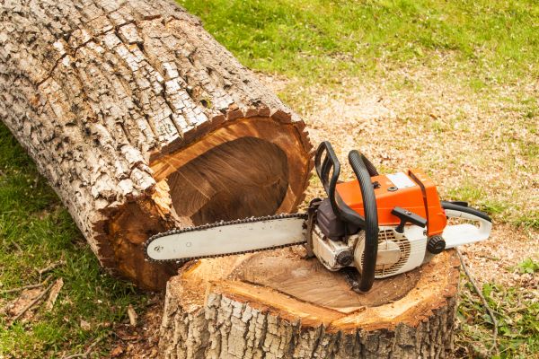 Tree Cutting Service in Des Moines