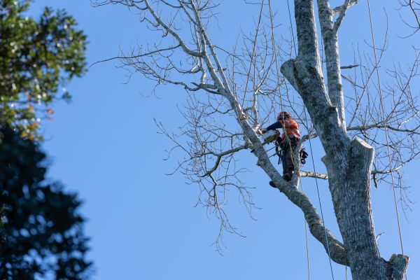 Tree Topping Service in Des Moines