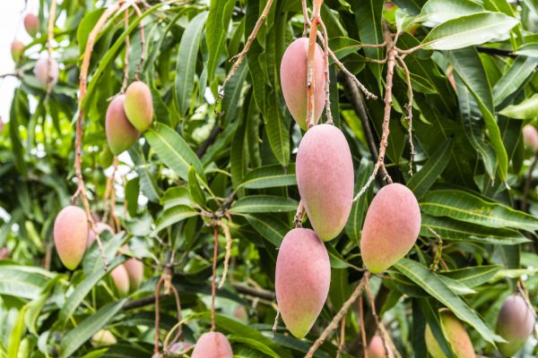 Mango Tree Trimming in Des Moines