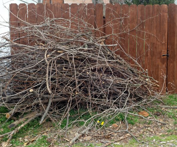 Dead Branch Removal in Des Moines