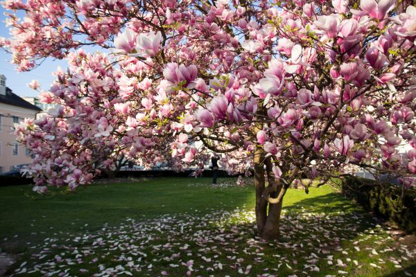 Ornamental Tree Pruning in Des Moines