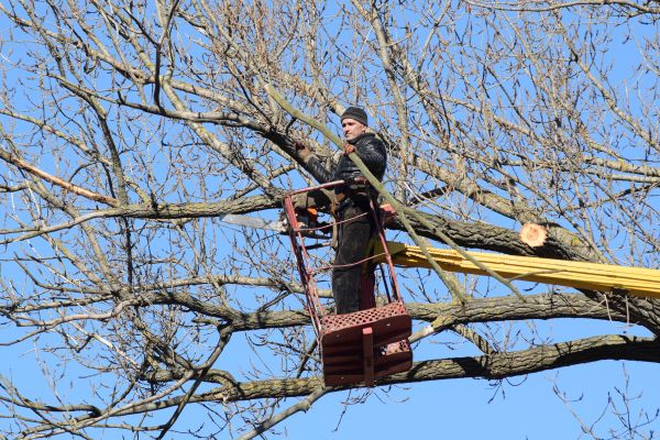 Emergency Tree Trimming in Des Moines