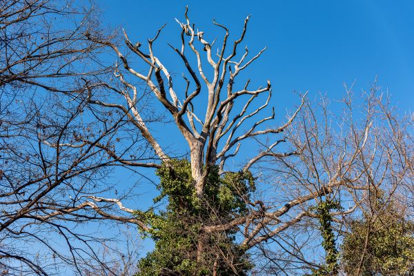 Deadwood Removal in Des Moines