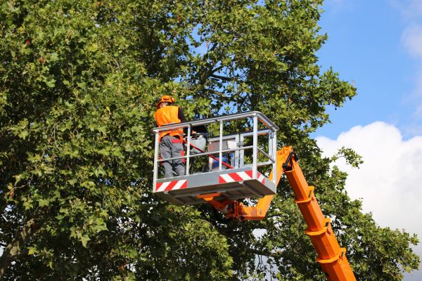 Commercial Tree Service in Des Moines