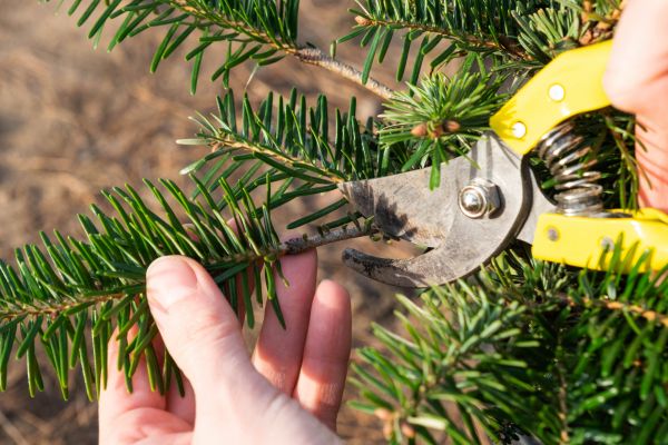 Pine Tree Pruning in Des Moines