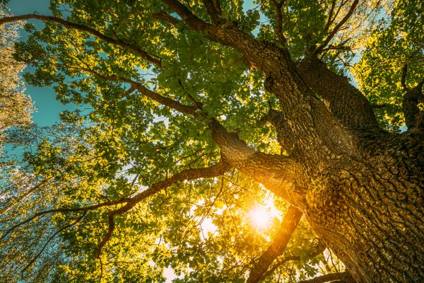 Oak Tree Pruning in Des Moines