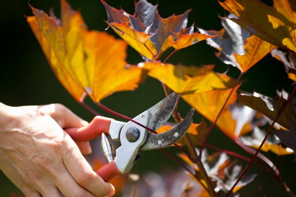 Maple Tree Pruning in Des Moines