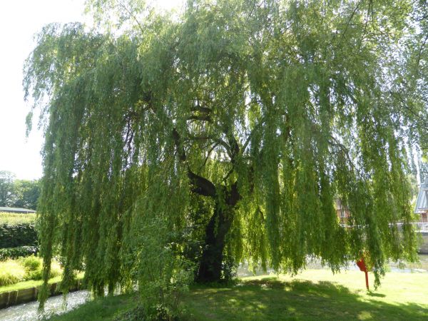 Willow Tree Trimming in Des Moines