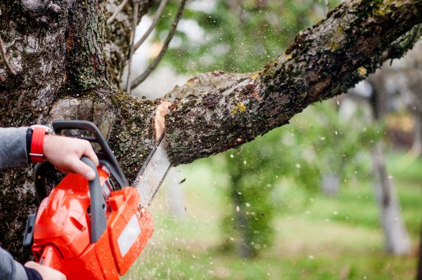 Tree Limbs Removal in Des Moines
