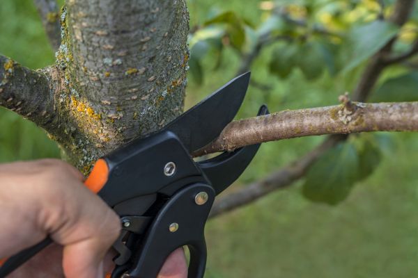 Tree Limb Cutting in Des Moines