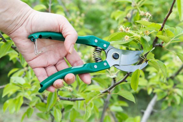 Pear Tree Pruning in Des Moines