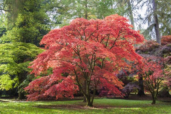 Japanese Maple Pruning in Des Moines