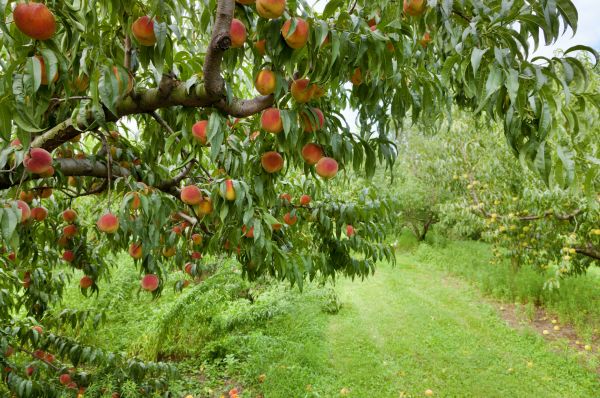 Peach Tree Pruning in Des Moines