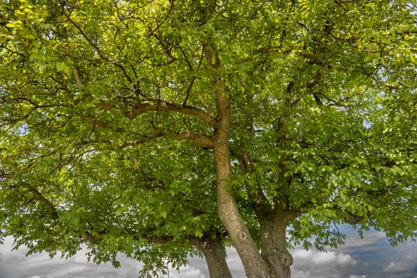 Walnut Tree Trimming in Des Moines