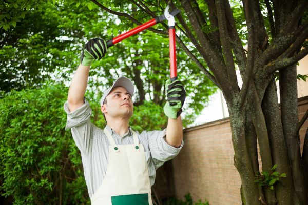 Tree Limb Pruning in Des Moines