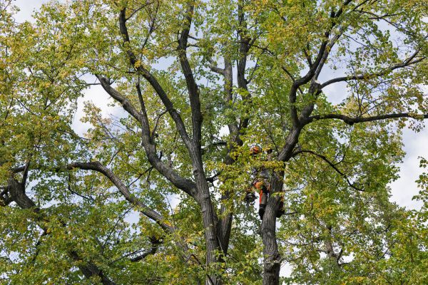 Tree Crown Shaping in Des Moines