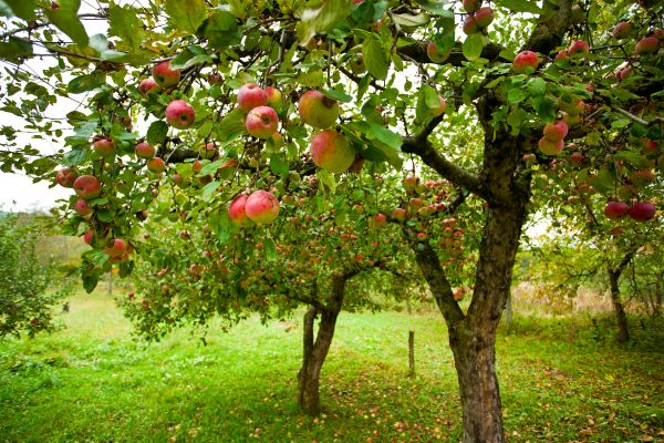 Apple Tree Pruning in Des Moines