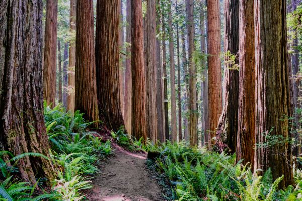 Redwood Tree Trimming in Des Moines