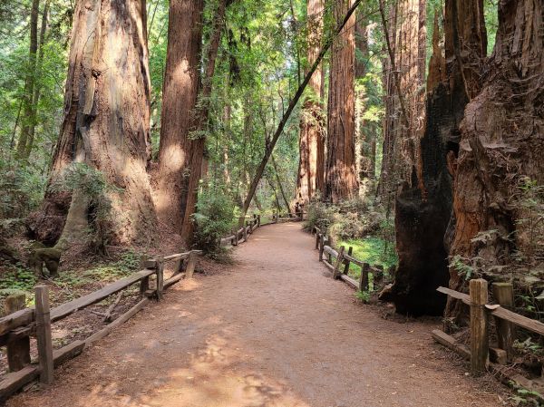 Redwood Tree Pruning in Des Moines