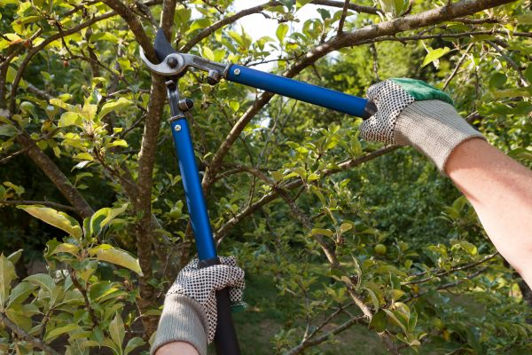Residential Tree Pruning in Des Moines