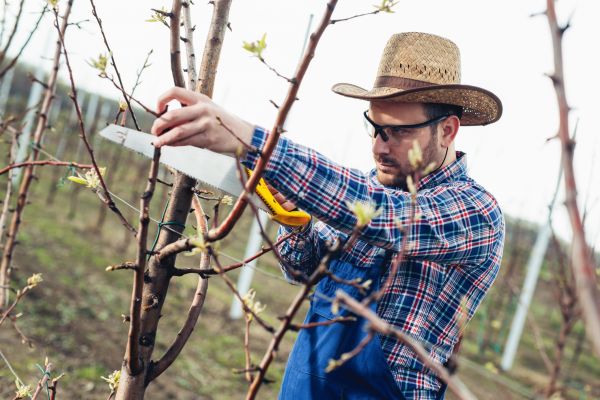 Orchard Tree Pruning in Des Moines