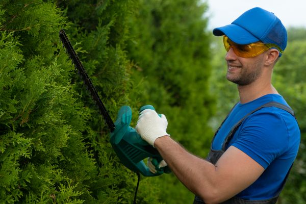 Tree Shaping Service in Des Moines