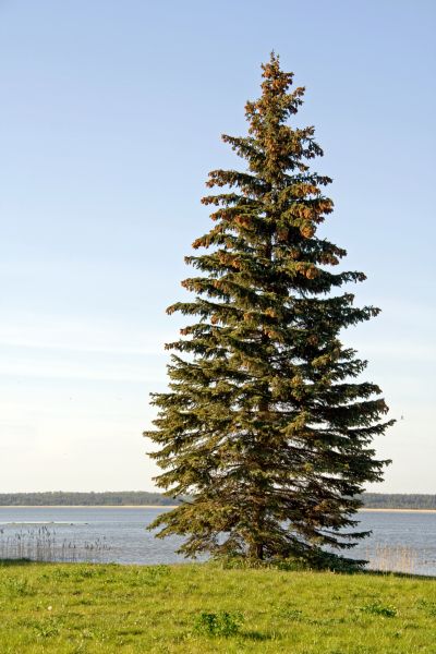 Spruce Tree Pruning in Des Moines