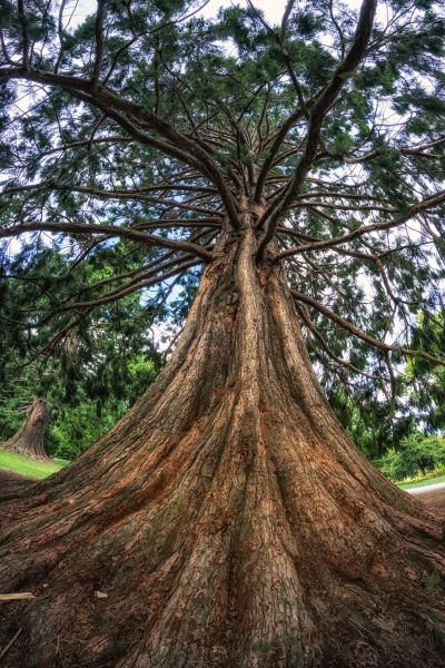 Cedar Tree Pruning in Des Moines
