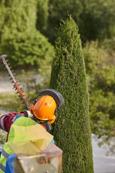Cypress Tree Trimming in Des Moines