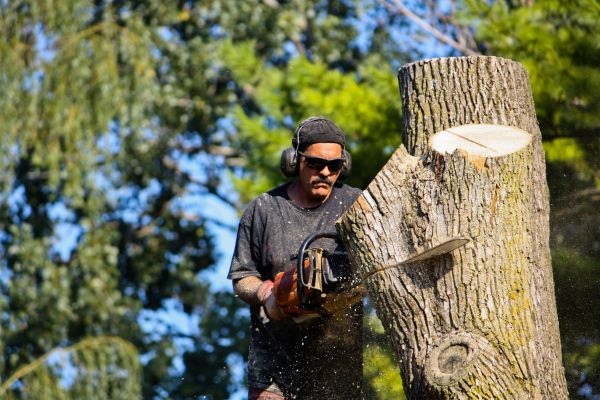 Ash Tree Pruning in Des Moines