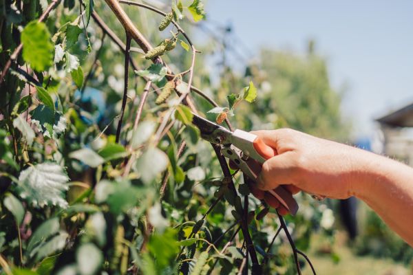 Birch Tree Pruning in Des Moines