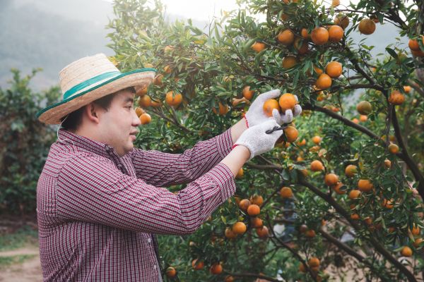 Orange Tree Pruning in Des Moines