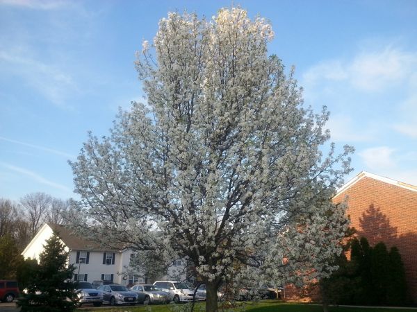 Bradford Pear Tree Pruning in Des Moines