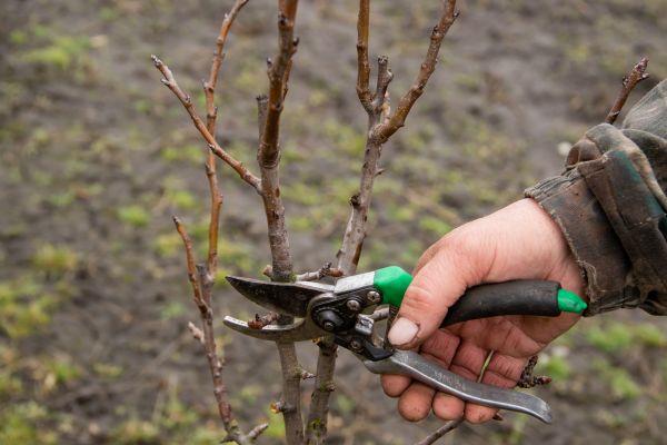 Pear Trees Pruning in Des Moines