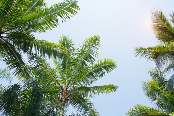 Queen Palm Tree Trimming in Des Moines
