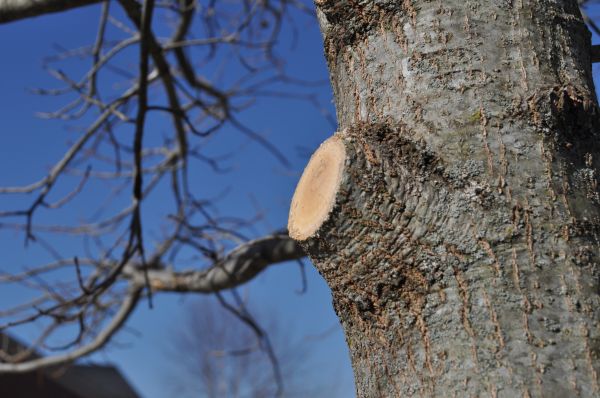 Limb Pruning in Des Moines