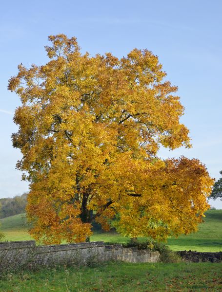 Hickory Tree Trimming in Des Moines