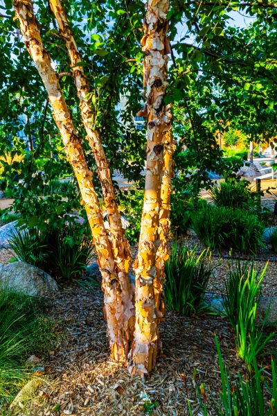 River Birch Trimming in Des Moines