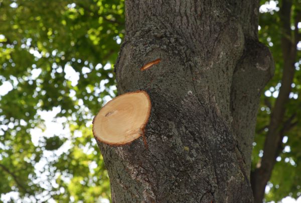 Limb Cutting in Des Moines