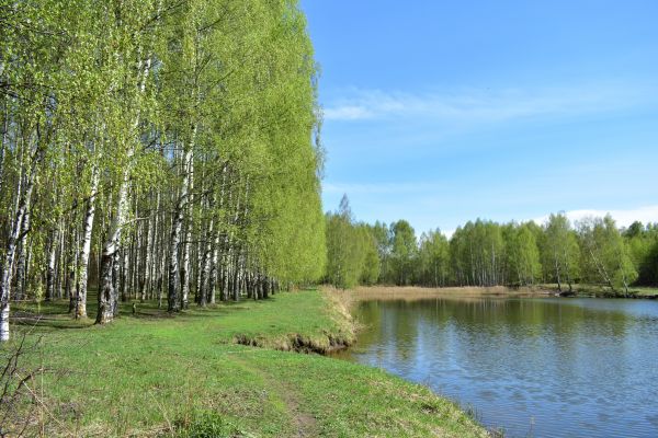 River Birch Pruning in Des Moines