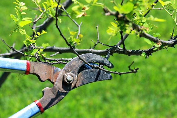 Branches Pruning in Des Moines
