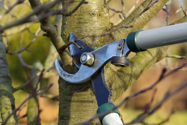 Tree Limb Trimming Service in Des Moines