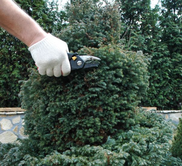 Ornamental Tree Trimming in Des Moines