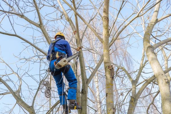 Large Tree Trimming in Des Moines